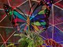 ButterflyInDome